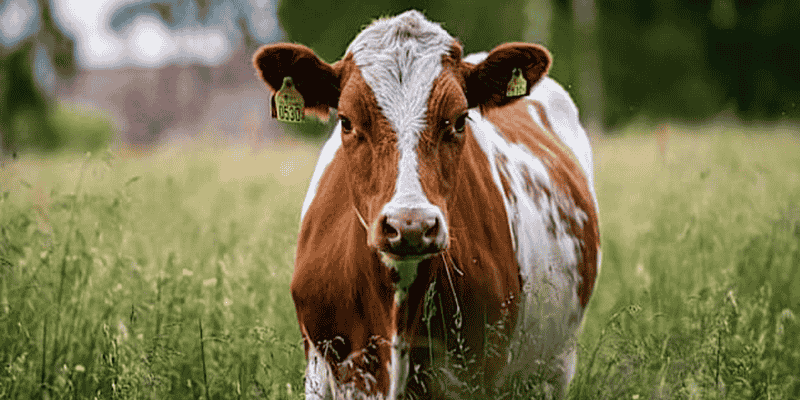 Phân tích những góc nhìn chuyên sâu qua giấc mơ