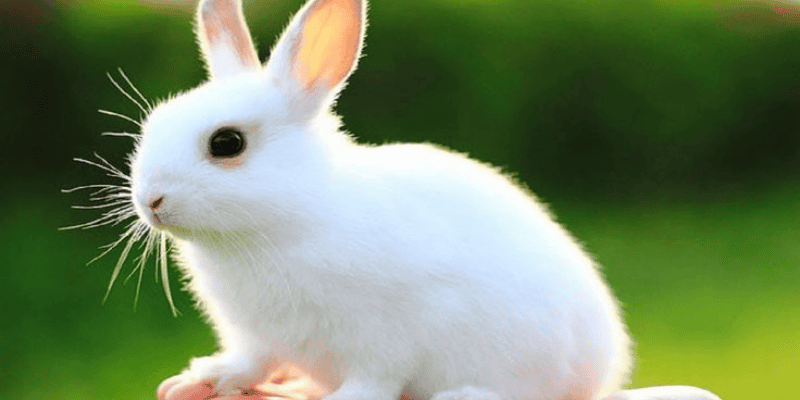 Ý nghĩa tổng quan của giấc chiêm bao thấy thỏ