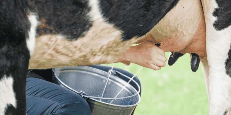 Phân tích chi tiết từng trường hợp mơ thấy bò sữa